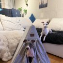 펫 하우스 | 튼튼하고 푹신한 강아지집 추천💛 펫브랜디 커튼하우스 실제 사용 후기