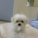 멜로우퍼피 이미지