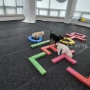 꼬순내유치원 | 꼬순내유치원 반려견 교육의 진짜 비밀은 여기!