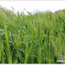 유채꽃길에 머문시간 이미지