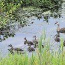 오리나들이 이미지