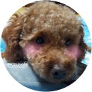 한입주개 이미지