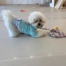 아띠라미애견용품미용