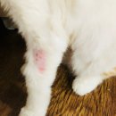 그루밍 나나 이미지