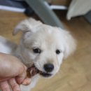 은하수 펫푸드 이미지