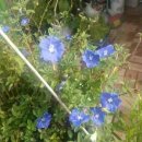 로벨리아 이미지