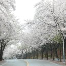 우천중학교 Daum카페