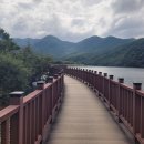 낙동생오리 이미지