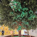 샐리가든 | 1월 늦겨울의 '제주 스누피가든' 방문 후기! 실내부터 야외까지 완벽한 제주 동쪽 코스 추천