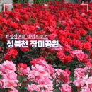 성북천교 | 성북천 장미 공원 위치 성신여대 데이트 산책 코스