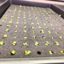 에이스팜 이미지