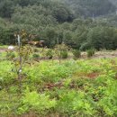 상술농장 이미지