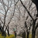 장수천공원 | 인천 벚꽃 명소 장수천 벚꽃길 추천, 인천대 공원 근처 벚꽃길, 벚꽃 캐릭터 프롬프트 공유