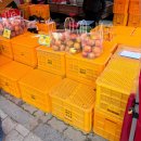 문경 | [문경] 2025 문경 사과축제 후기 | 당도 높은 사과 길표농원 구매후기