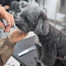 동물친구들 애견미용실 이미지