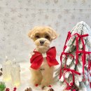 퍼피글랫 이미지