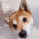 씻을개 | 씻을거리 추천, 톤28 샴푸바 V1&amp;S20+, 3년 넘게 샴푸바를 썼고 신제품을 3개월간 써본 후기