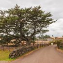 제주 올레길 16코스 이미지