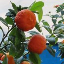 오일시시장 이미지