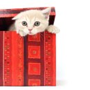 로얄동물병원 이미지