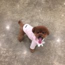 페츠하임 이미지