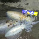 부산오징어 이미지