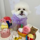 테리네간식 이미지