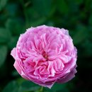 로즈향기 이미지