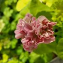 더숲엔젤 이미지