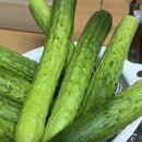 늘푸른사람들