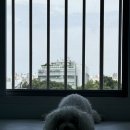 투퍼피 | [서울 관악구] 신림역 투퍼피 반려동물호텔 단골 유치원 이용 후기