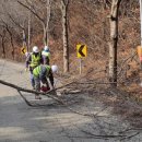 국도23호선가로수 이미지