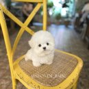 톰퍼피 강아지 분양 이미지