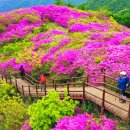 "황매산 안 가도 되겠네"... 능선 4km 철쭉 군락 품은 해발 1,165m 무료 트레킹 코스 이미지