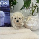 마마스미독 강아지 분양 김해점 이미지