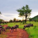 누(Wildebeest) 이미지