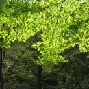 오월의수수꽃다리 이미지