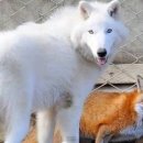 늑대랑여우랑 이미지