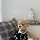 로로앤독 이미지