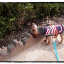 하트만 동물병원 이미지