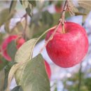 학송농장 이미지