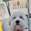 그루밍리본 이미지