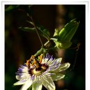 블루스카이 이미지