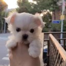 하이!멍 이미지