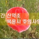 산약초 이미지