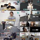 도그라니 이미지