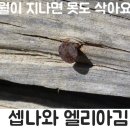 엘리아 이미지