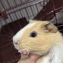 로던트클럽 강서마곡점 이미지