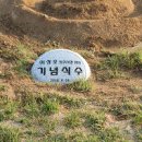 선관위 소나무 이미지