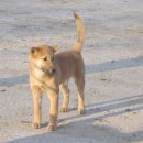 애견클럽 이미지